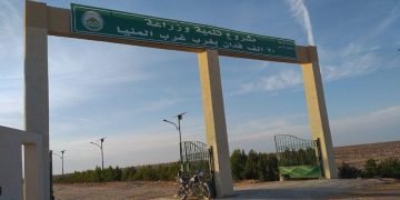 بالصور زراعة 3000 فدان بنجر و 1000 قمح بمشروع غرب المنيا