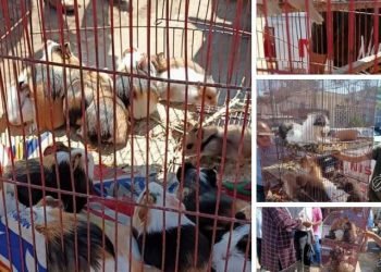 وزير التنمية المحلية : حملة مكبرة بالتنسيق مع محافظة القاهرة على سوق الجمعة وضبط عصافير نادرة وقطط وكلاب وتسلمها لحديقة الحيوان