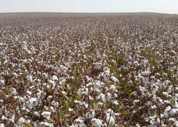 “قطاع الأعمال”: نجاح تجربة زراعة القطن قصير التيلة بشرق العوينات موسم 2021