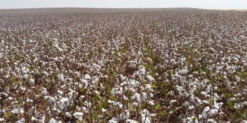 “قطاع الأعمال”: نجاح تجربة زراعة القطن قصير التيلة بشرق العوينات موسم 2021