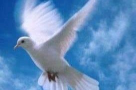 الحب وطن.. بقلم صفاء مسعود