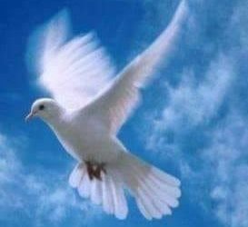 الحب وطن.. بقلم صفاء مسعود