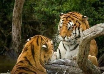 أرفض أكذب .. بقلم صفاء مسعود