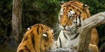 أرفض أكذب .. بقلم صفاء مسعود