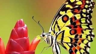 ايوا بحبك.. بقلم. صفاء مسعود