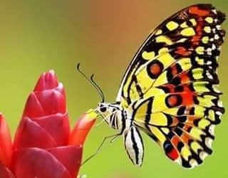 ايوا بحبك.. بقلم. صفاء مسعود