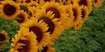 تعالى نبدأ بفكرة