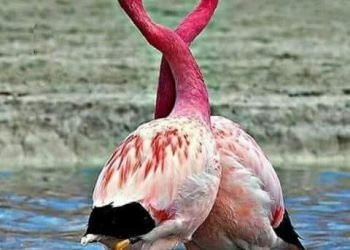 مش خايفة .. بقلم. صفاء مسعود