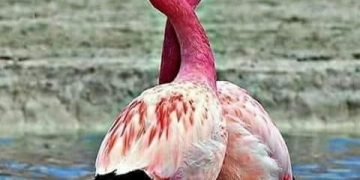 مش خايفة .. بقلم. صفاء مسعود