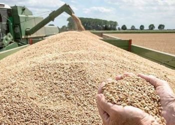 انطلاق ندوات توعية عن أهمية توريد الأقماح للصوامع بالفيوم