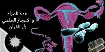 عدة المرأة والإعجاز العلمى فى القرآن “المطلقة ﺛﻼﺛﺔ ﺃﺷﻬر وﺍﻷﺭﻣﻠﺔ ﺃﺭﺑﻌﺔ ﺃﺷﻬﺮ ﻭﻋﺸﺮﺓ ﺃﻳﺎﻡ”