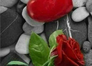 سلمت.. بقلم /صفاء مسعود