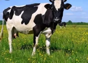 سامرى الإعلام وبقرته وهدف حملته الممولة