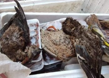 الجيزة.. ضبط ١٢٥ كجم طيورنافقه ومصابة بأعيرة نارية بأحد المحلات بشمال الجيزة