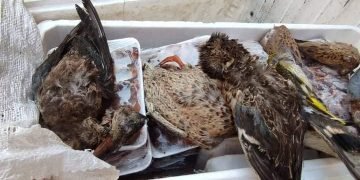 الجيزة.. ضبط ١٢٥ كجم طيورنافقه ومصابة بأعيرة نارية بأحد المحلات بشمال الجيزة