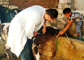 الزراعة: إعطاء أكثر من 766 ألف جرعة ضد مرضى الحمي القلاعية