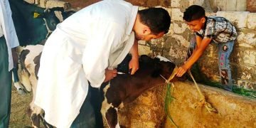 الزراعة: إعطاء أكثر من 766 ألف جرعة ضد مرضى الحمي القلاعية