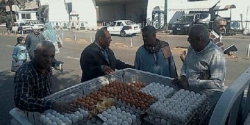 “الزراعة” تطرح كميات من بيض المائدة باسعار مخفضة عبر منافذها بالمحافظات المختلفة