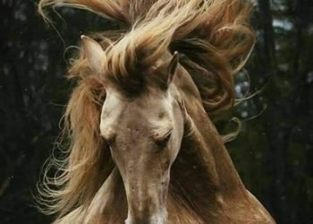 مفاتيحُ الجهات.. بقلم/ إيمان فجر السيد