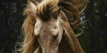 مفاتيحُ الجهات.. بقلم/ إيمان فجر السيد