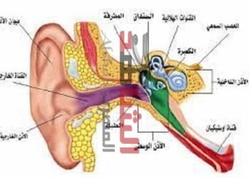 “الحاسة التى لاتنام” كتب.. هشام صلاح
