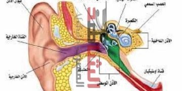 “الحاسة التى لاتنام” كتب.. هشام صلاح