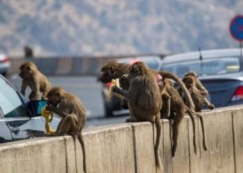 السعودية : تزايد اعداد قرود البابون وخطة المركز الوطنى لمواجهتها