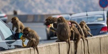 السعودية : تزايد اعداد قرود البابون وخطة المركز الوطنى لمواجهتها