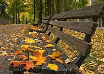 ومازالت أوراق أغصان التعليم بالجيزة تتساقط