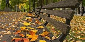 ومازالت أوراق أغصان التعليم بالجيزة تتساقط