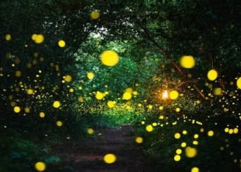 رحلة الأيمان