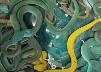 مطارالقاهرة يضبط 300 كائن حى نادر قبل تهريببها