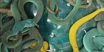 مطارالقاهرة يضبط 300 كائن حى نادر قبل تهريببها